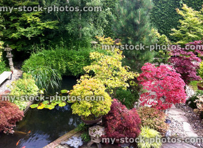 Stock image of Japanese garden with koi pond, maple bonsai trees