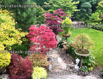 Stock image of maples and bonsai trees in a domestic garden 