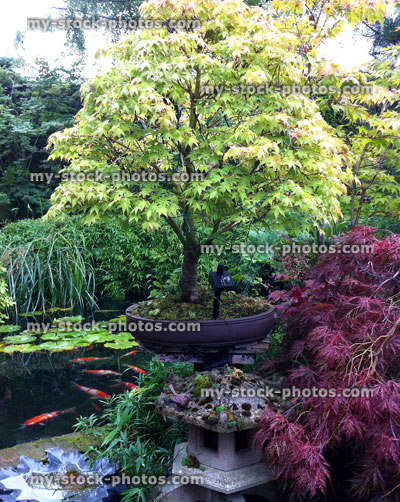 Stock image of Japanese maple bonsai tree (close up)