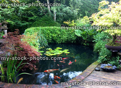 Stock image of koi carp pond in Japanese garden, colourful fish