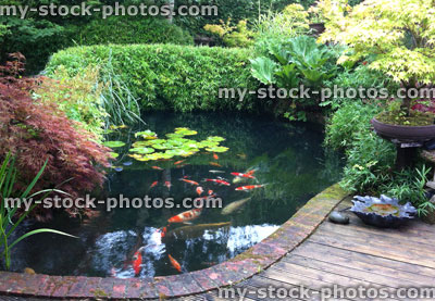 Stock image of koi pond in a domestic Japanese style garden 