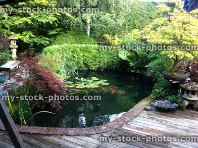 Stock image of koi carp pond in Japanese garden, timber decking