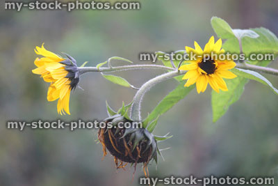Stock image of sunflower flower head with yellow petals (Helianthus annuus)