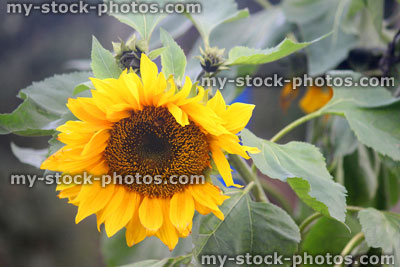 Stock image of sunflower flower head with yellow petals (Helianthus annuus)