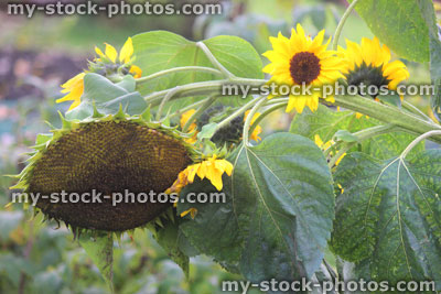 Stock image of sunflower flower heads with yellow petals (Helianthus annuus)
