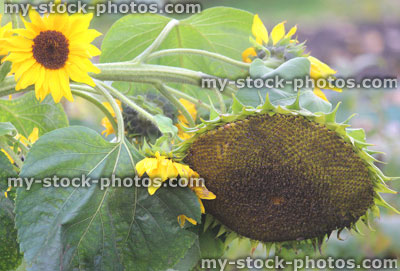 Stock image of sunflower flower heads with yellow petals (Helianthus annuus)