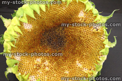 Stock image of ripe sunflower flower head with seeds, petals (Helianthus annuus)