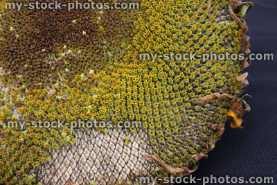 Stock image of ripe sunflower flower head with seeds, petals (Helianthus annuus)