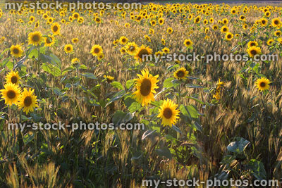 Stock image of farm field of sunflowers in sunshine (Helianthus-annuus flowers)