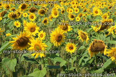 Stock image of sunny sunflower flowers growing in field, large heads