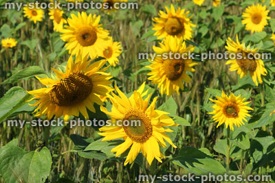 Stock image of beautiful field of sunflowers growing on farm (sunflower-oil)
