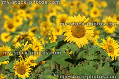 Stock image of sunflower field of yellow flowers, farmed for oil