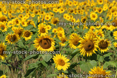 Stock image of mass of sunflowers in sunshine, growing in field