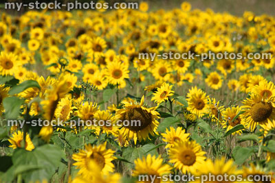 Stock image of sunflower field in sunshine, growing on farm for-oil