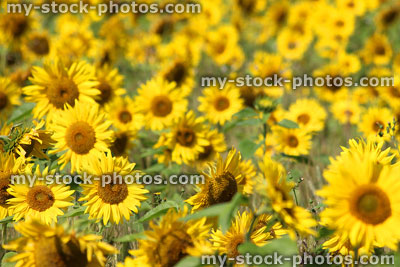 Stock image of field filled with flowering sunflowers on oil farm
