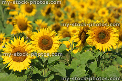 Stock image of sunflowers field background, yellow flowers farmed as oil-crop