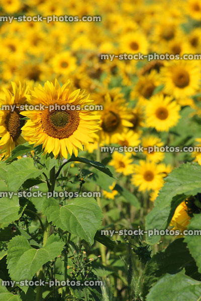 Stock image of sunflowers stretching into distance on farm, oil-crop / harvest
