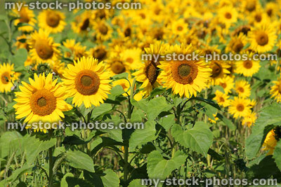Stock image of field filled with yellow sunflowers, harvested for oil