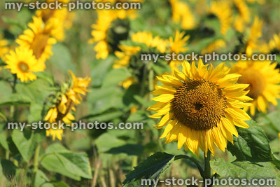Stock image of close-up sunflowers in field, yellow flower background (Helianthus-annuus)