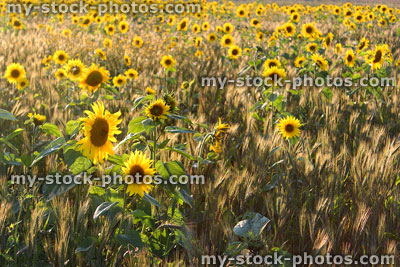 Stock image of field of sunflowers, backlit by afternoon sunshine / light