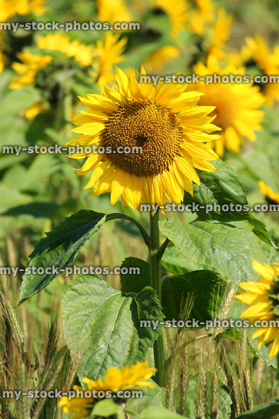 Stock image of sunflower growing in farm field for oil harvest
