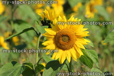 Stock image of sunflower in field, with background of blurred yellow-sunflowers