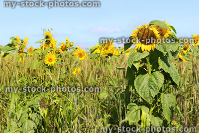 Stock image of sunny field of sunflowers growing on farm, late-summer