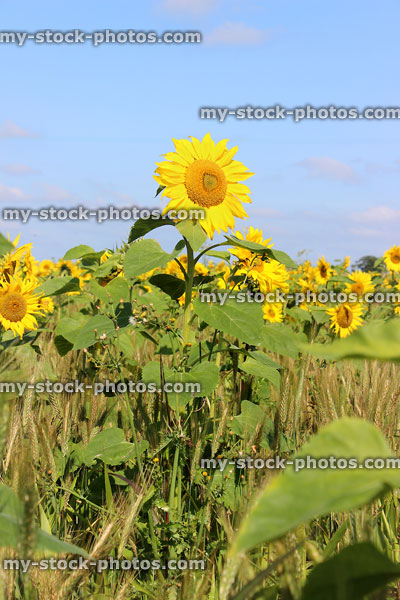 Stock image of sunflowers in full flower, growing in farm field