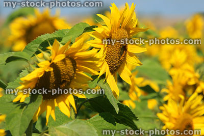 Stock image of sunflowers close-up background, flowering in field on farm