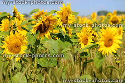 Stock image of background sunflower field with rows of yellow flowers