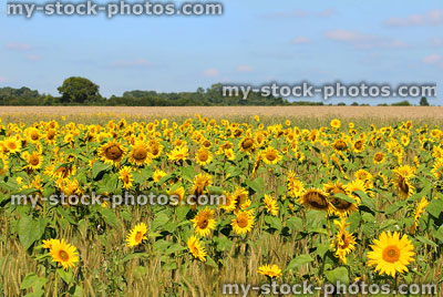 Stock image of sunflower field on-farm, yellow flowers stretching into distance