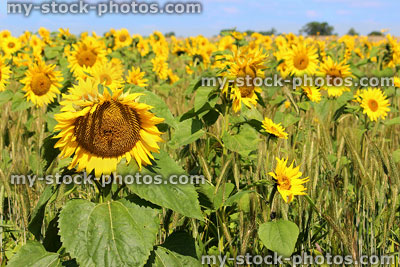 Stock image of sunflowers in field, farm with tall yellow flowers
