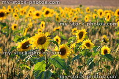 Stock image of sunflower field background, backlit yellow flowers / petals, afternoon-sun