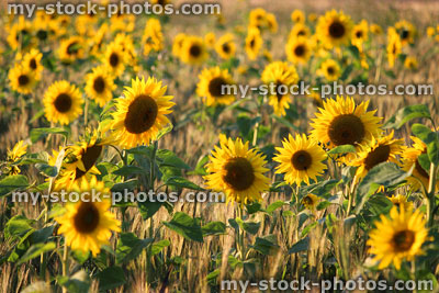 Stock image of sunflower field backlit by sunshine, lighting-up yellow petals