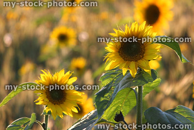 Stock image of sunflowers close-up, part of sunflower field on farm