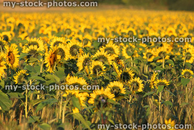 Stock image of sunflower field background from behind, flowers facing sunshine