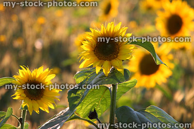 Stock image of sunflowers backlit by afternoon sunshine, flowers glowing in-sun