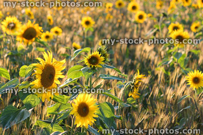 Stock image of sunflower field with mass of yellow-flowers in full-bloom