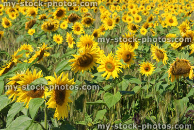 Stock image of yellow sunflowers filling field with yellow blooms / seed-heads