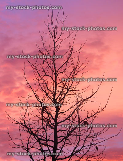 Stock image of black tree silhouette against red sunset / sunrise sky