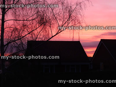 Stock image of black silver birch tree silhouette, red sunset / sunrise sky, rooftops
