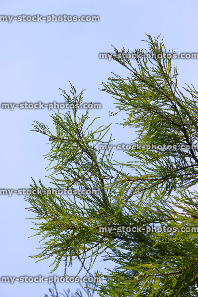 Stock image of feathery foliage / needles on swamp cypress (taxodium distichum)
