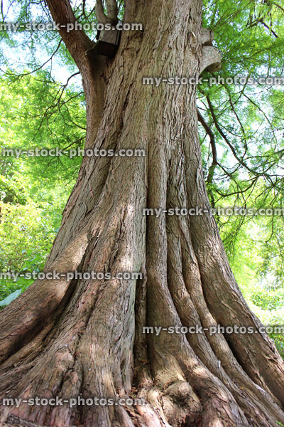 Stock image of looking up trunk of large swamp cypress (taxodium distichum)