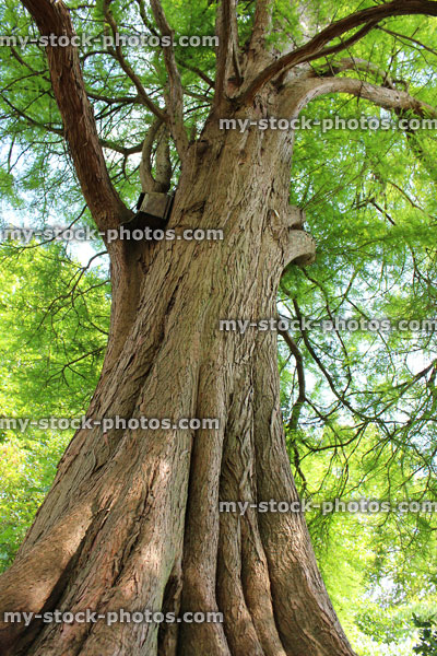 Stock image of looking up trunk of large swamp cypress (taxodium distichum)