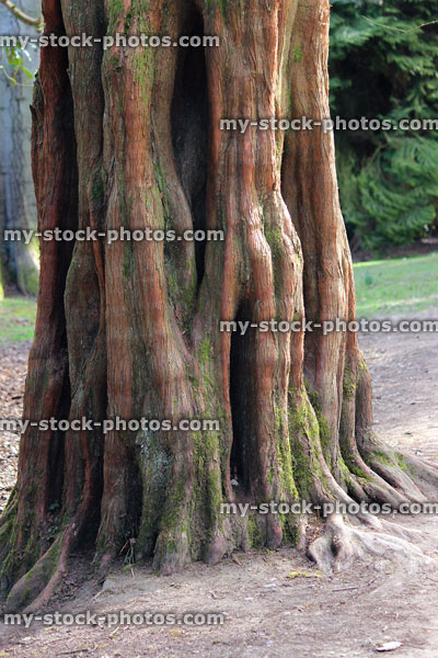 Stock image of swamp / bald cypress tree trunk / buttress (Taxodium distichum)