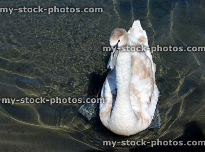 Stock image of cygnet turning into adult swan with brown and white feathers