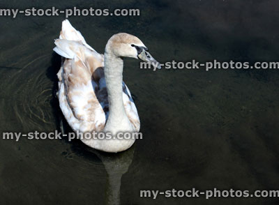 Stock image of cygnet turning into adult swan with brown and white feathers