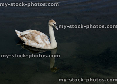Stock image of ugly Duckling cygnet turning into adult swan with white feathers