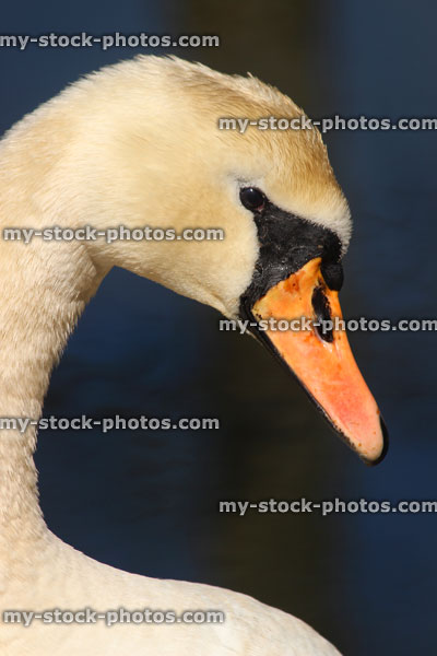 Stock image of head of mute swan (Cygnus olor), orange beak