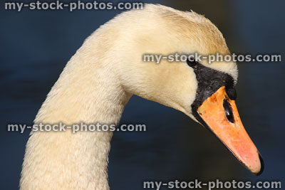 Stock image of head of adult mute swan, with orange beak bill